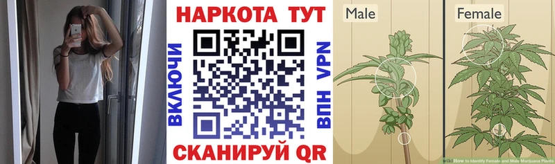 Купить наркотики сайты Жиздра Альфа ПВП  Галлюциногенные грибы  АМФ  Бошки Шишки  Мефедрон 